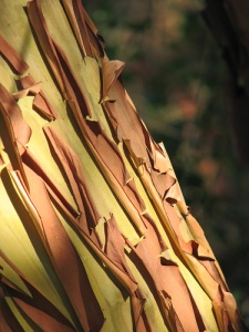 science fantasy garden: cinnamon bark