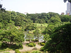 Japanese Garden: Rikugien Garden 